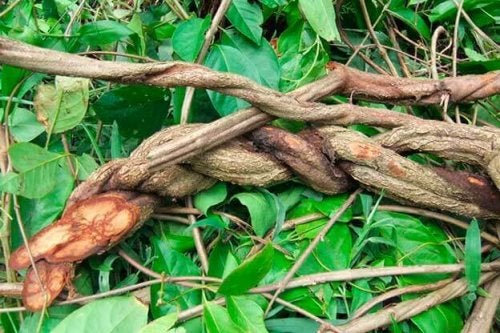 Ayahuasca